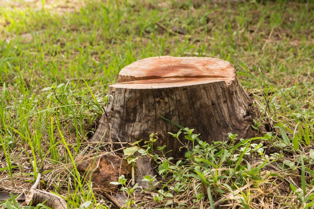 ground stump