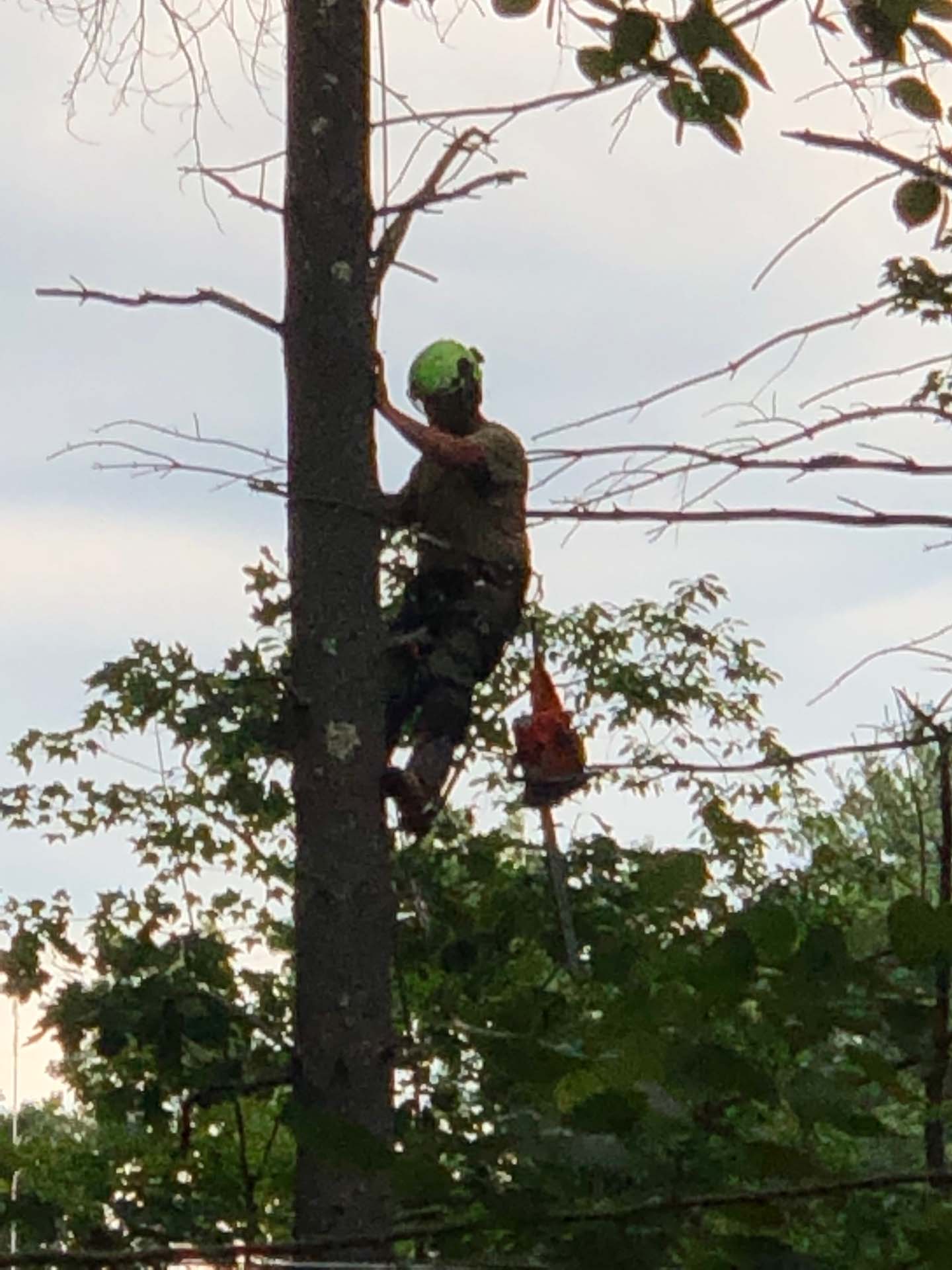 man in tree cutting branches